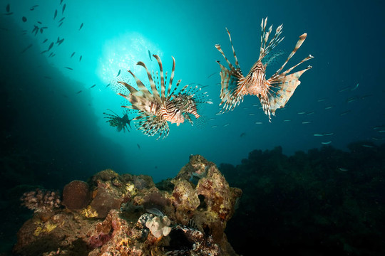 海洋；珊瑚；太陽和獅子魚