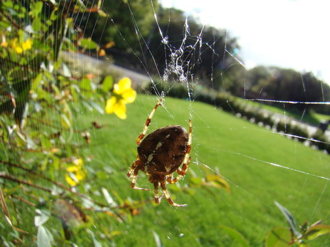 花園里的蜘蛛；Araneus diadematus