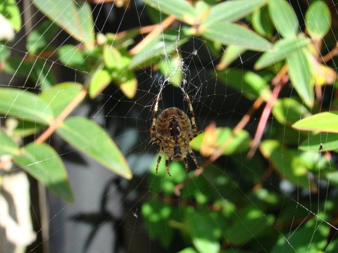 花園里的蜘蛛；Araneus diadematus