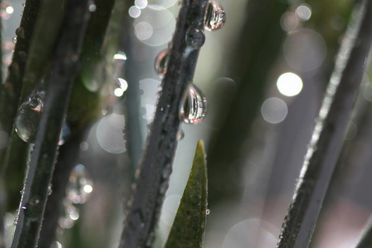 雨滴