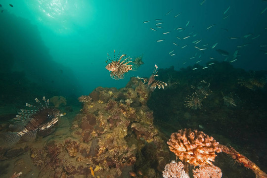 海洋；珊瑚；太陽和獅子魚