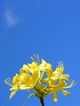 杜鵑花和藍色的天空
