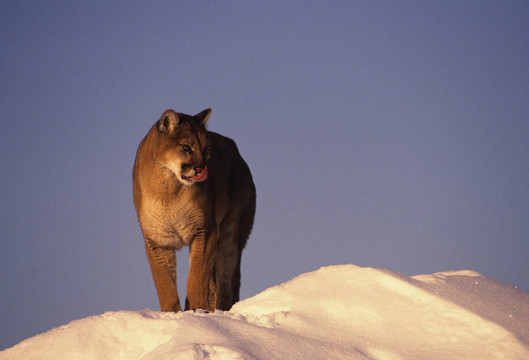 獅子山