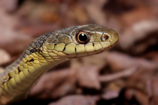Garter Snake（Thamnophis sirtalis）