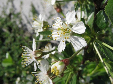蘋(píng)果花。