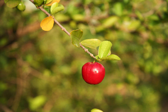 小小的紅櫻桃