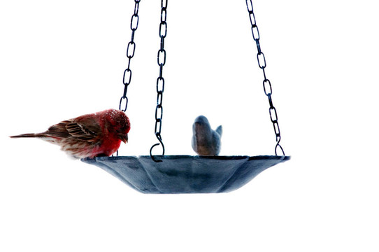 紅房子雀飼養(yǎng)