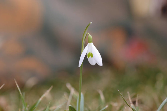雪花蓮