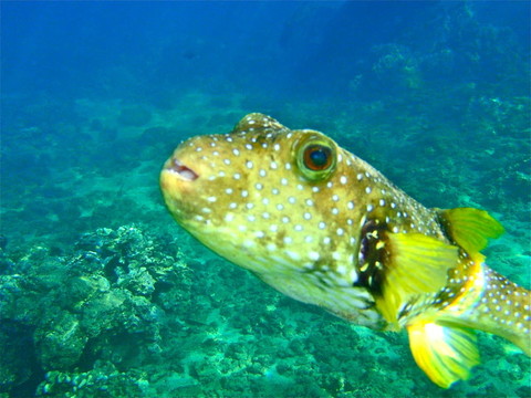 河豚魚