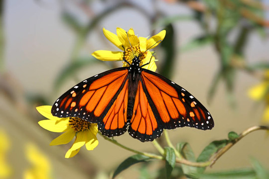 帝王蝶（Danaus plexippus）春天