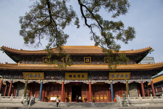 大雄寶殿古槐樹(shù)