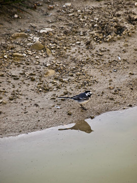 Motacilla Alba和白鹡鸰