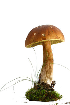 孤立的牛肝菌