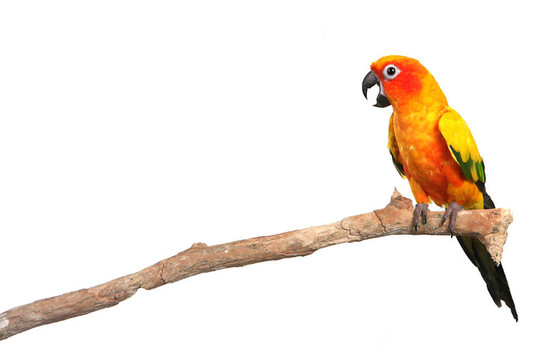 Sun Conure Parrot尖叫著在樹枝上