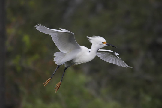 Snowy Egret（Egretta thula）