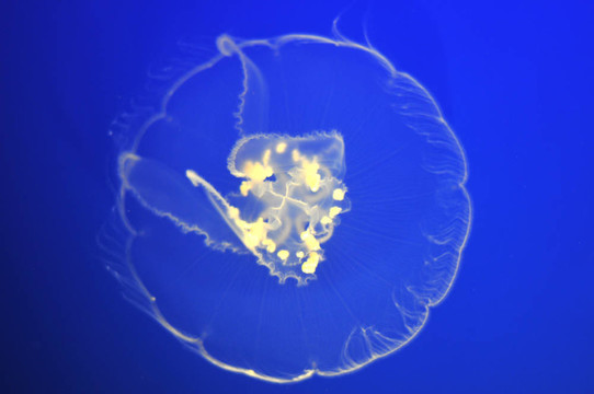 漂流的Moon jellyfish