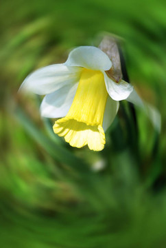 美麗的水仙（Narcissus）