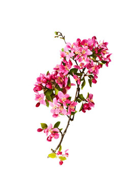 蘋果樹花