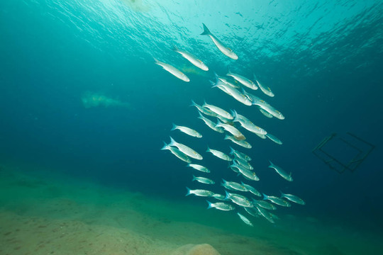 foldlip烏魚(yú)