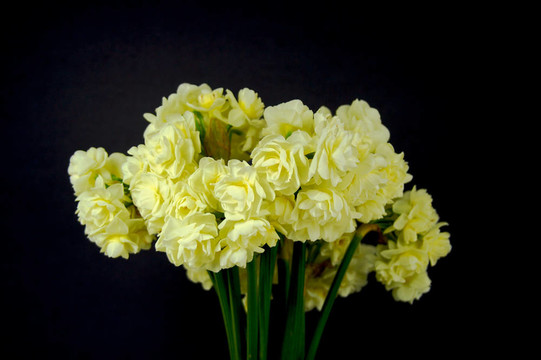 水仙花束的焦點(diǎn)