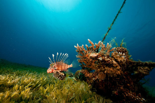 珊瑚；海洋和獅子魚