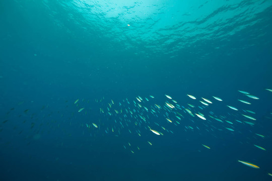 海洋和魚