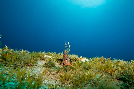 獅子魚(yú)和海草