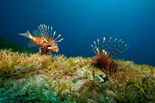 獅子魚和海草