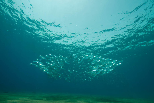條紋的魚