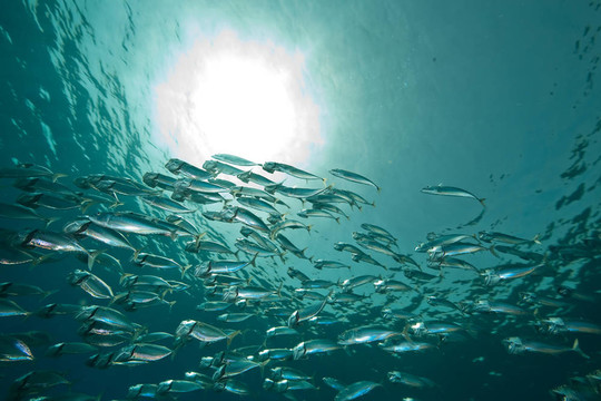 條紋的魚