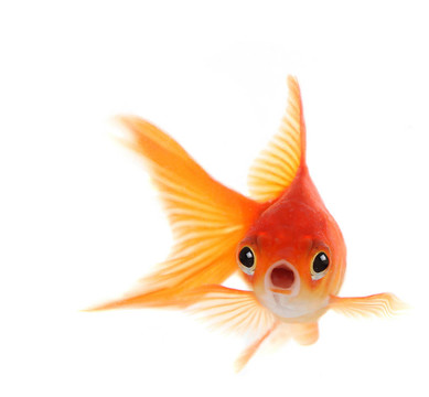 白底金魚