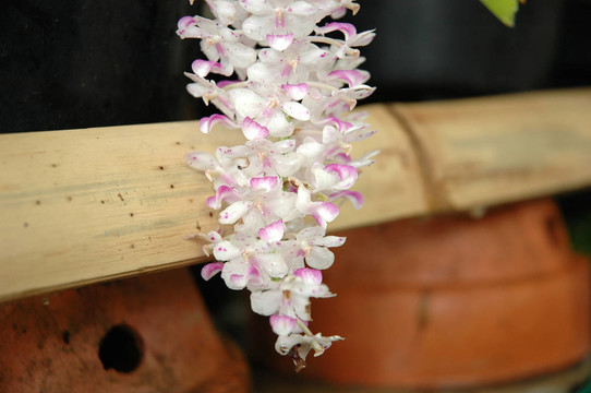 白蘭花