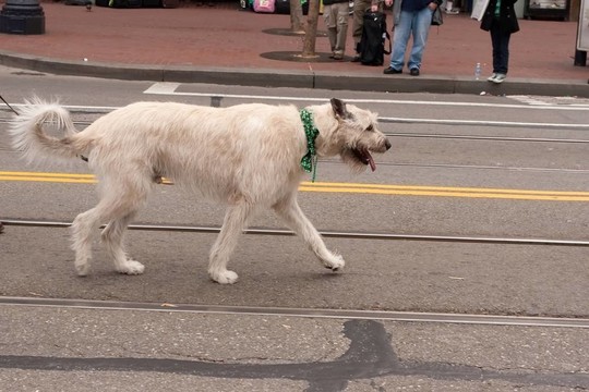 獵狼犬