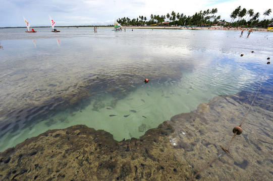 Pernambuco；巴西