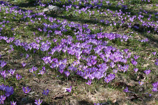 田野的花