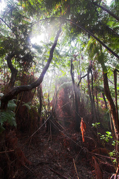 在夏威夷的森林