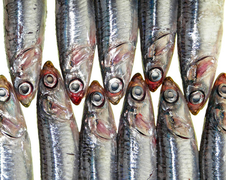 魚