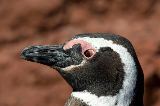 Magellanic penguin在Punta Tombo；巴塔哥尼亞。