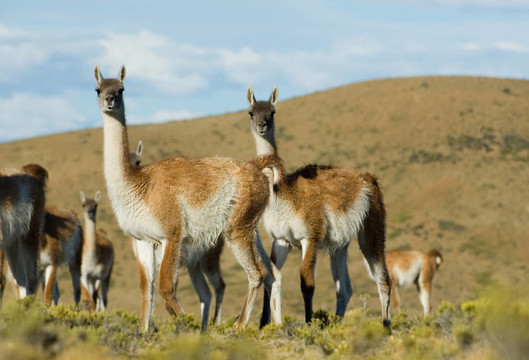 原駝（Lama guanicoe）。