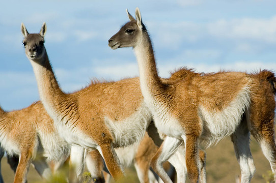 guanacoes（Lama guanicoe）。