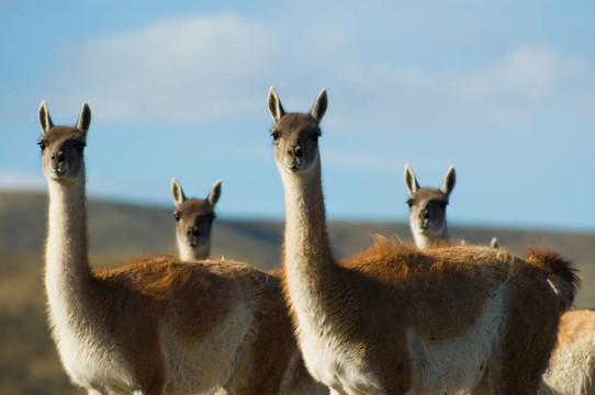 guanacoes（Lama guanicoe）。