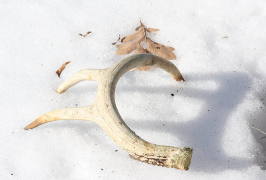在雪棚鹿角。