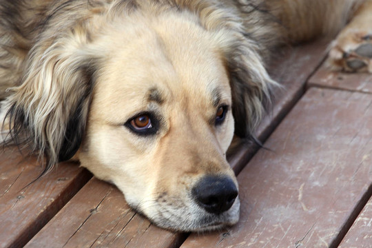 搜救犬