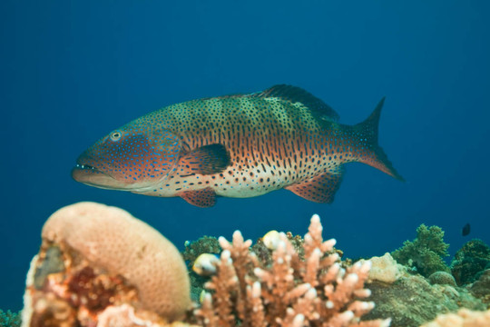 coralgrouper