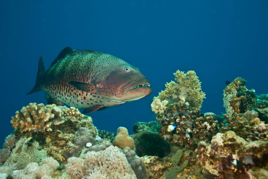 coralgrouper