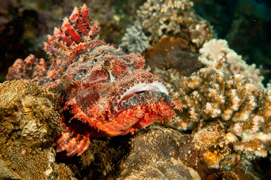 蝎子魚