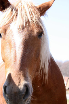 馬prortrait