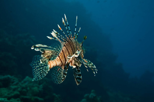 獅子魚