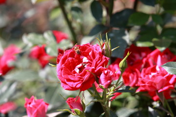 玫瑰花