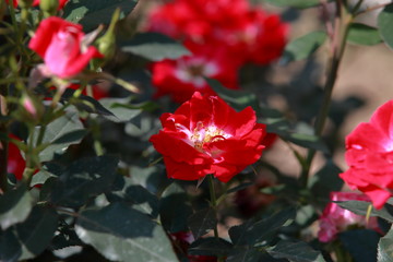 玫瑰花